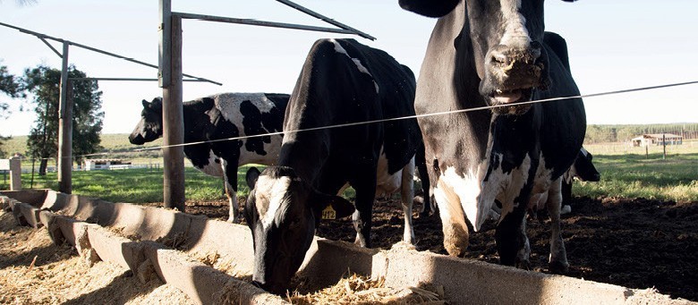 Mercado de nutrição animal cresceu 2,4% nos últimos cinco anos