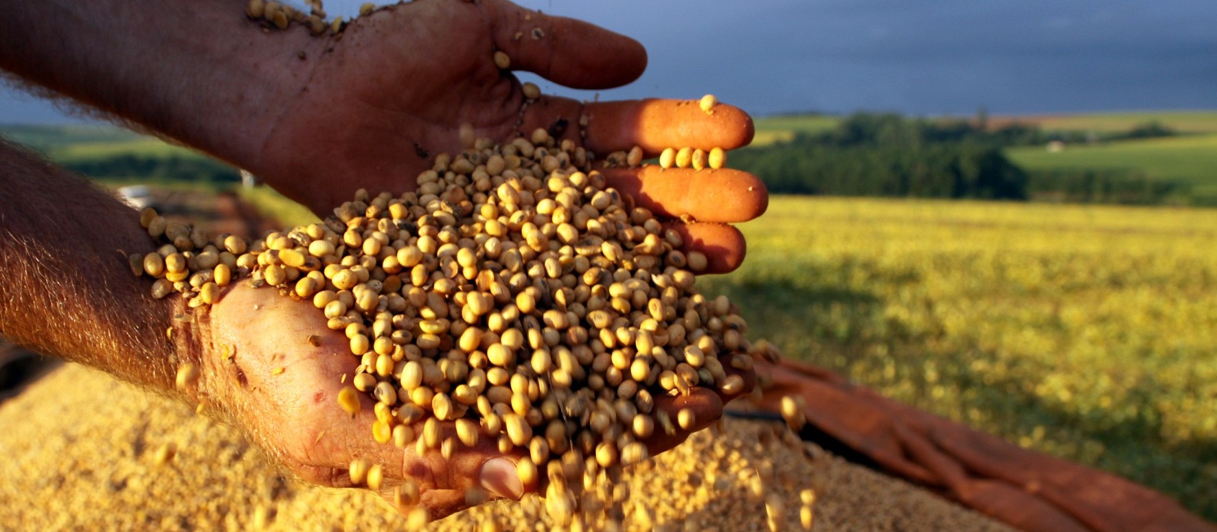 Preços da soja para o produtor paranaense continuam em patamares altos