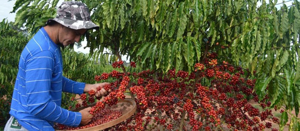 Café em coco custa R$ 6,30 kg 