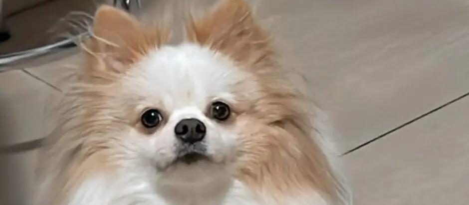 Spitz alemão de 2 anos morre após ficar no sol em táxi dog em Maringá; laudo aponta hipertermia