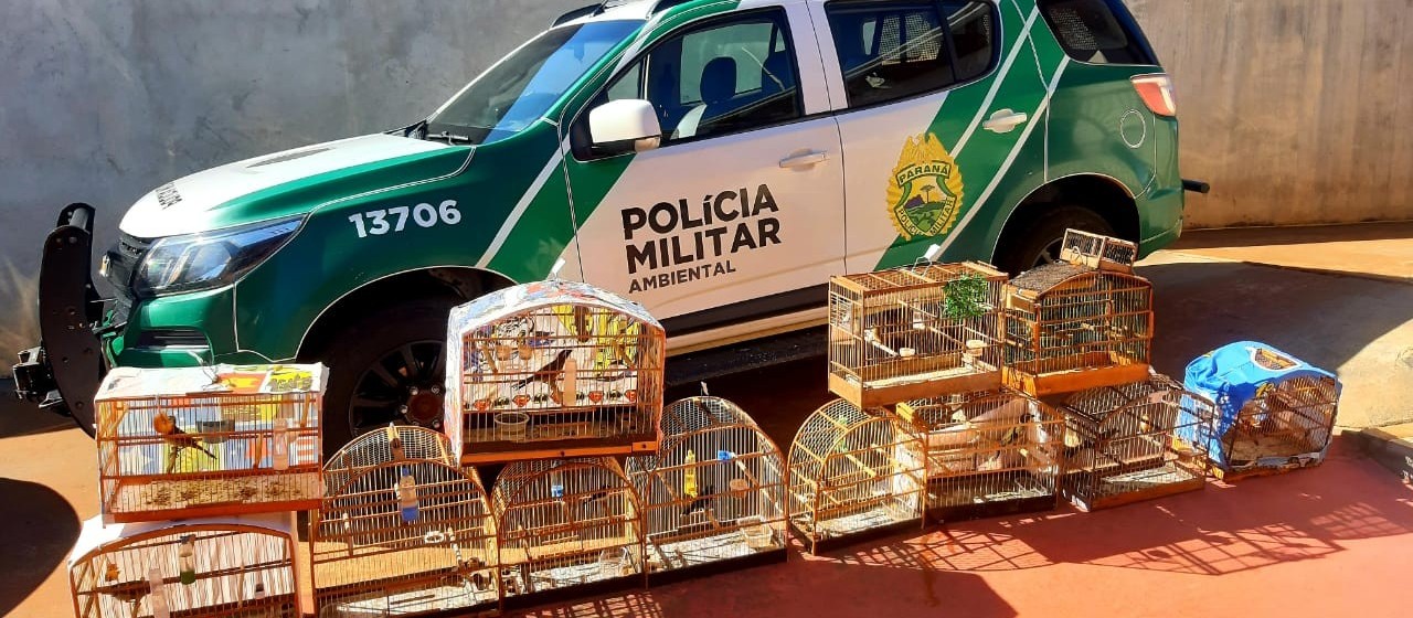 Polícia Ambiental apreende 114 aves nativas que estavam irregularmente em cativeiro