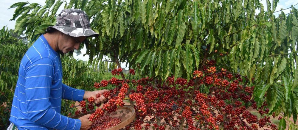 Café em coco fecha a semana em queda