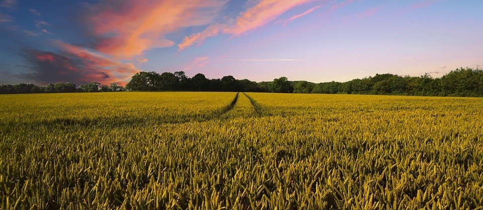 Senado aprova MP do Agro, com medidas econômicas para ajudar o produtor rural