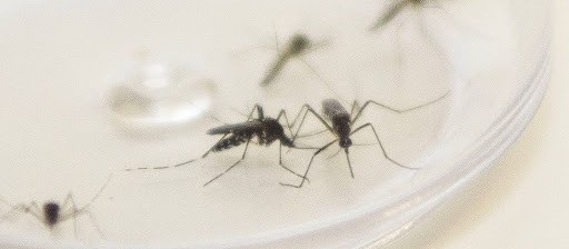 Maringá tem 6.396 casos de dengue confirmados