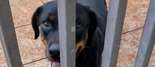 Cadela rottweiler é resgatada de casa abandonada em Maringá