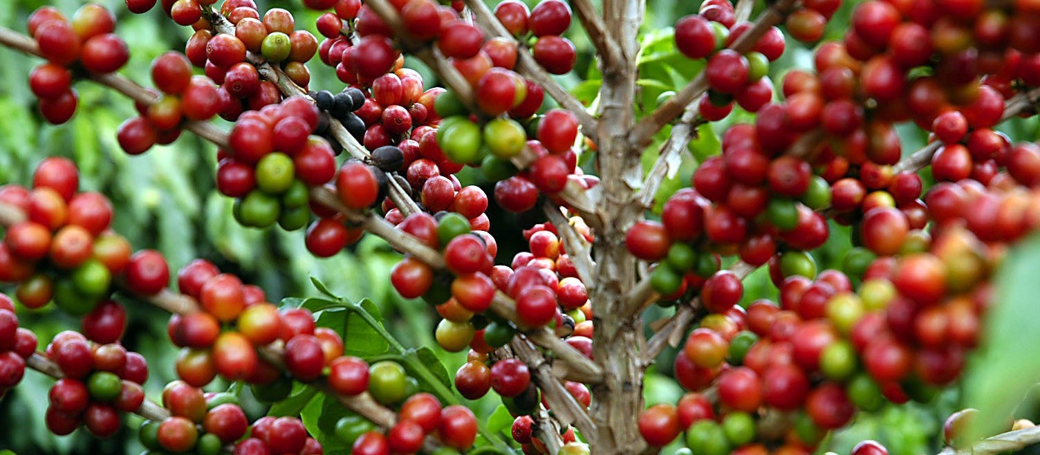 Quilo do café custa R$ 6,86 em Maringá