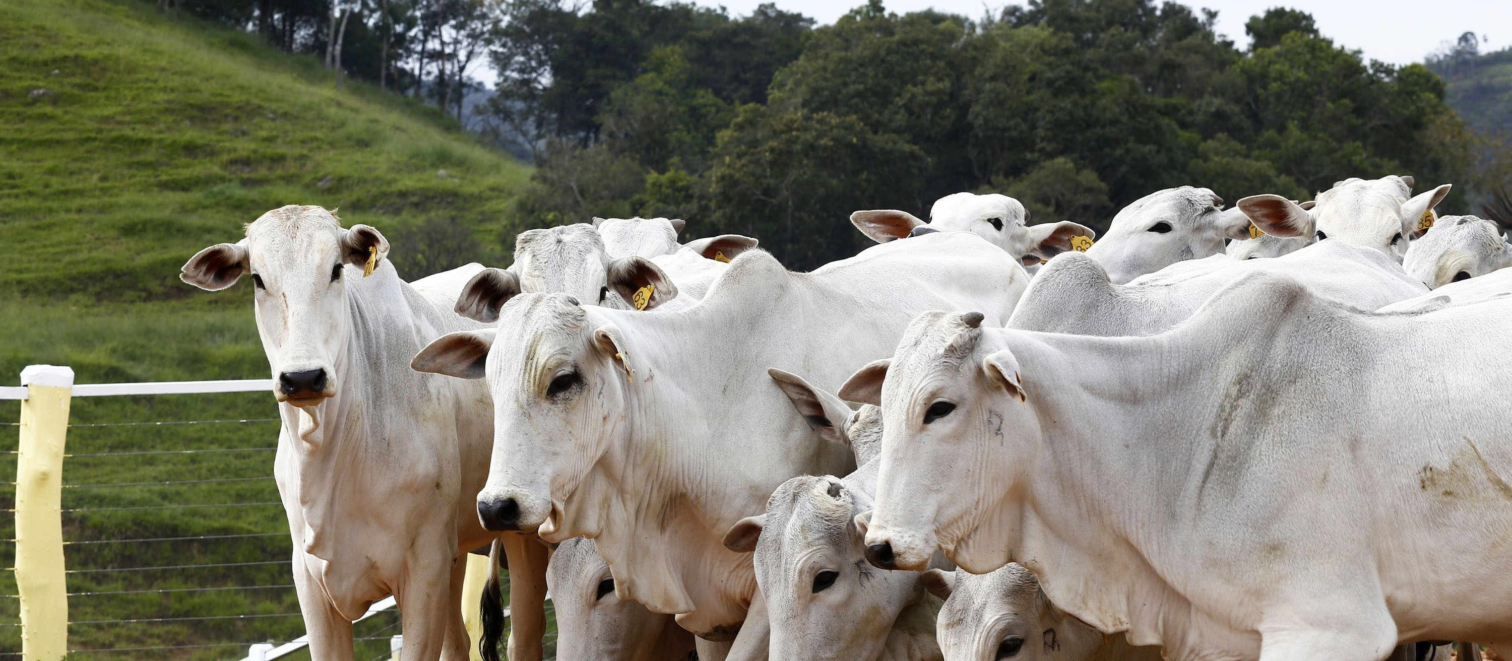 Mercado externo sustenta tendência de alta do boi gordo