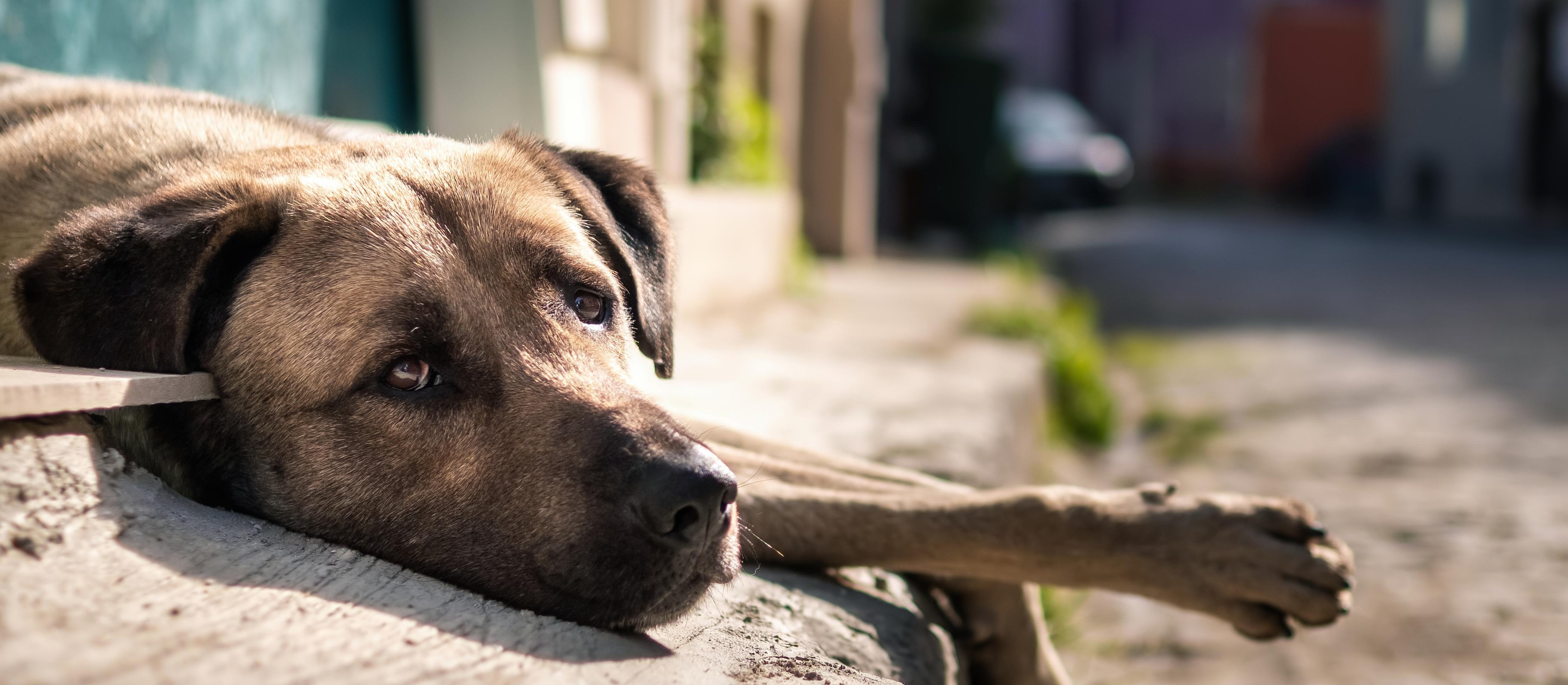 Abandonar pets é crime; punido com multa e até prisão