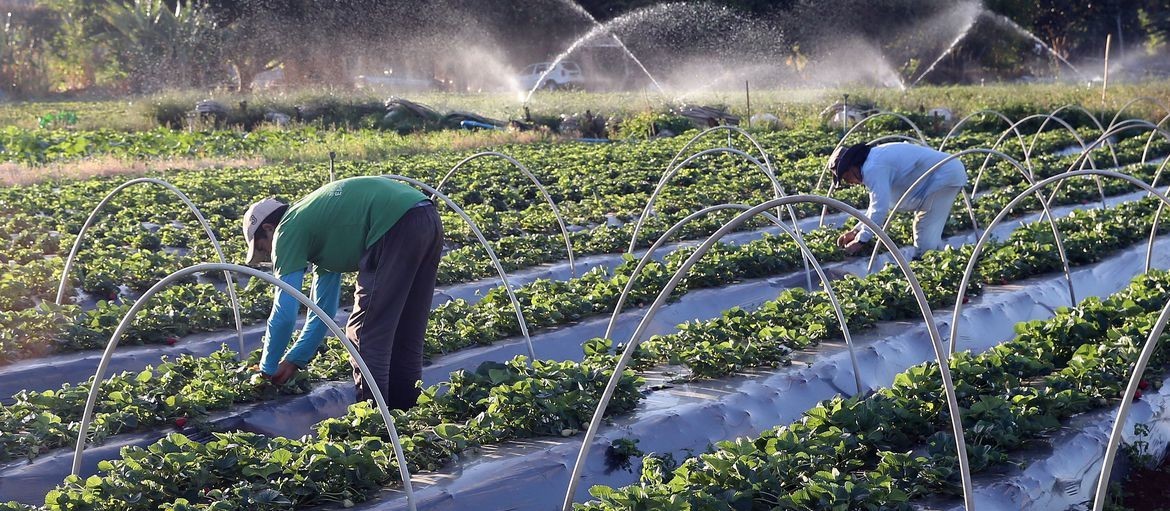 Plano nacional de fertilizantes deve ampliar produção nacional