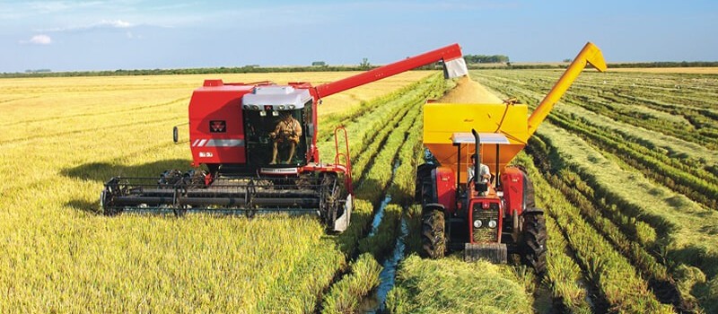 Áreas da lavoura de arroz diminuíram no Brasil