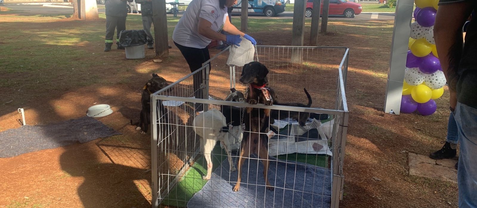 Maringá tem 20 animais para adoção em feirinha especial