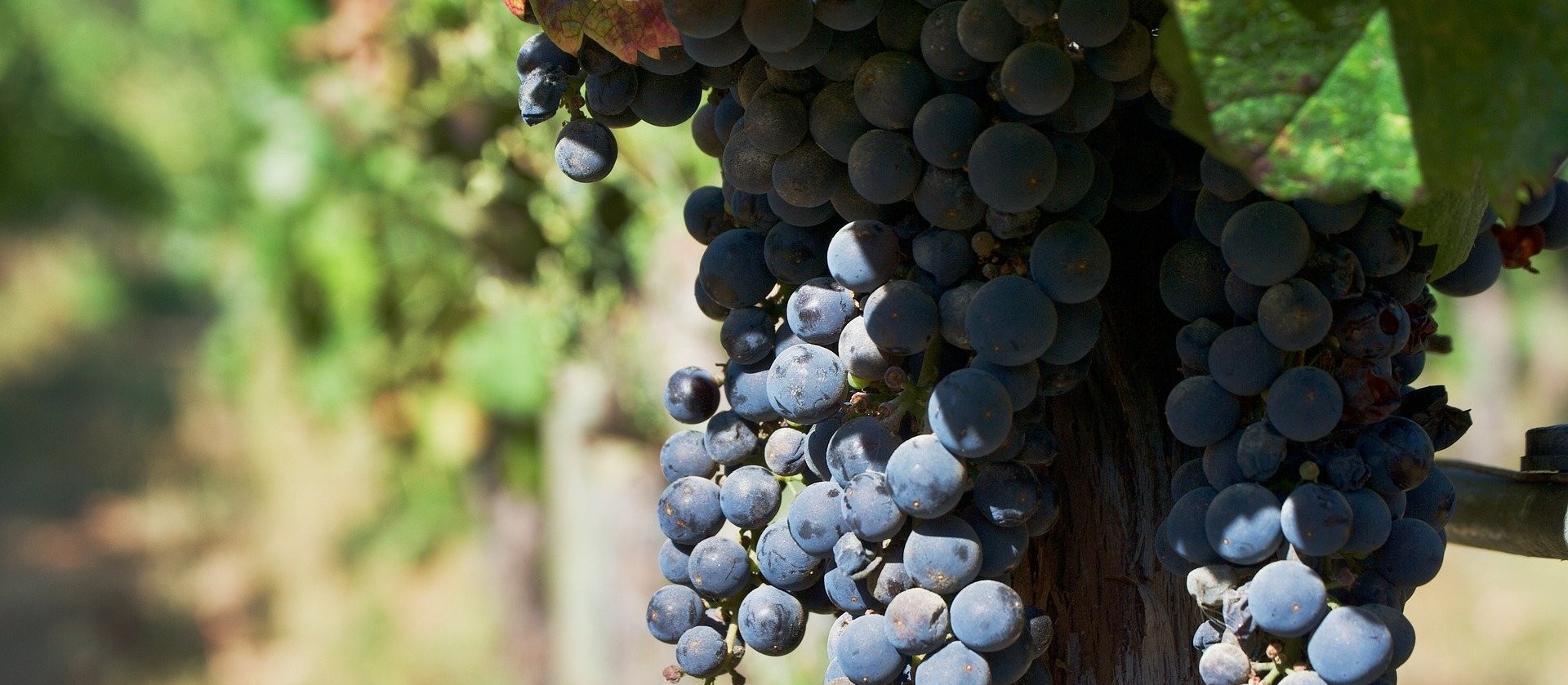 A relação dos chilenos com o vinho