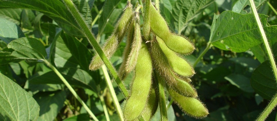 Produtores se preparam para semear área recorde com soja