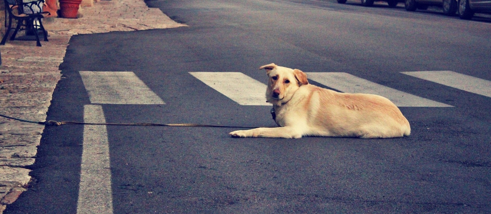 Publicada lei que garante abrigo a animais de moradores de rua