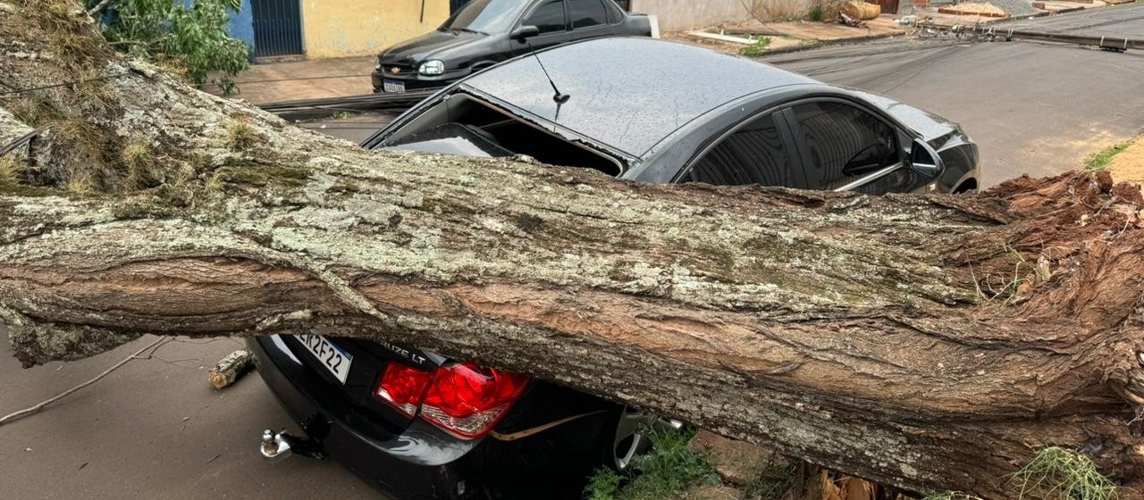 Árvore de grande porte cai sobre carro