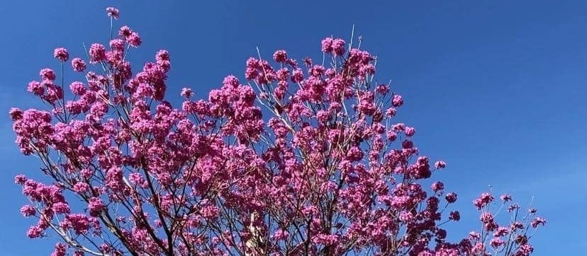 Quarta-feira (27) ensolarada e com altas temperaturas em Maringá