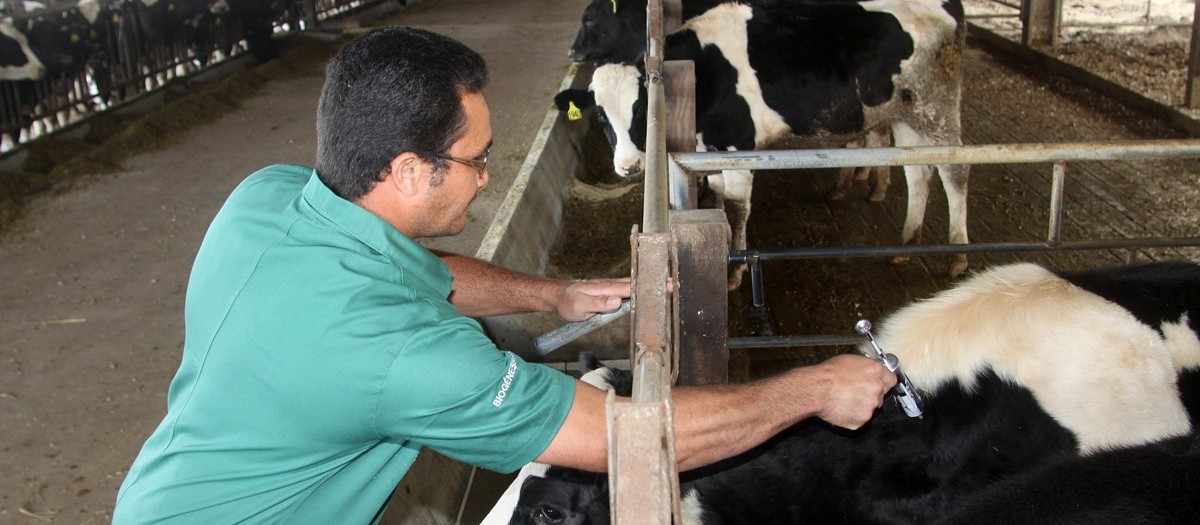 Começou a campanha de vacinação contra a febre aftosa no Paraná