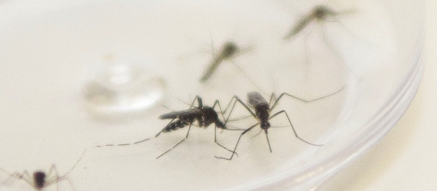 Chega a 111 o número de casos confirmados de dengue em Maringá