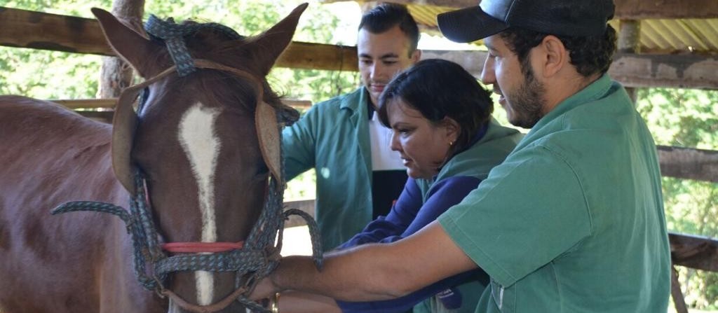 Adapar publica portaria sobre validade de exames de Anemia Infecciosa Equina