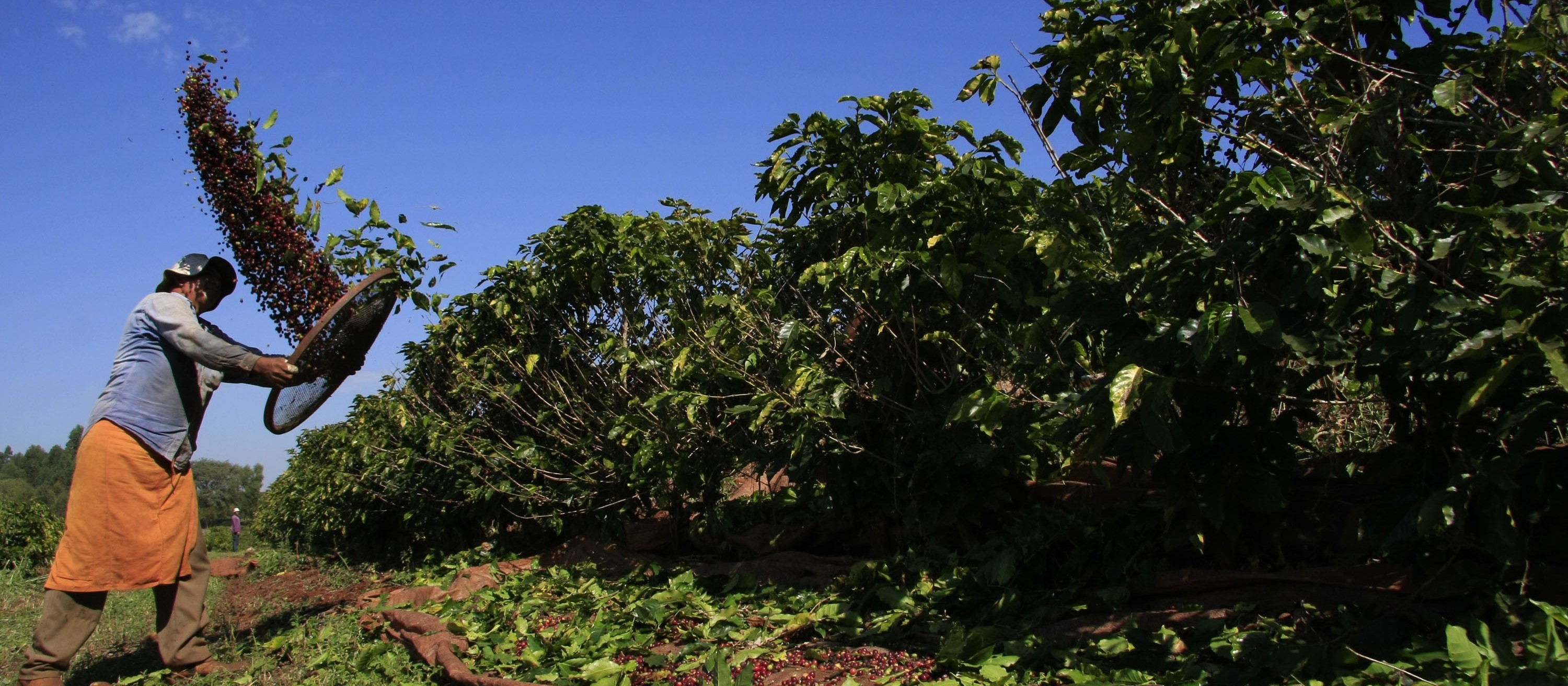 Lavouras de café na região começam a maturação dos grãos