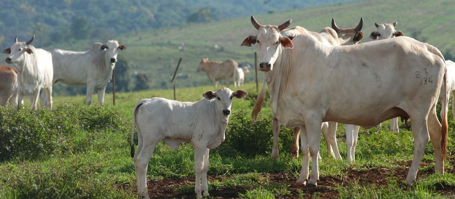 Preço de bezerros desmamados aumenta 4%