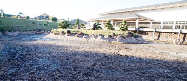 500 carpas serão colocadas em tanques no Parque do Japão