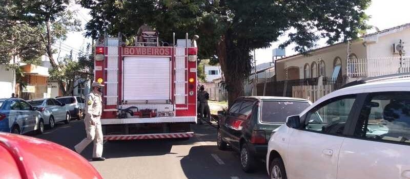 Resgate de arara-canindé mobiliza bombeiros no centro de Maringá