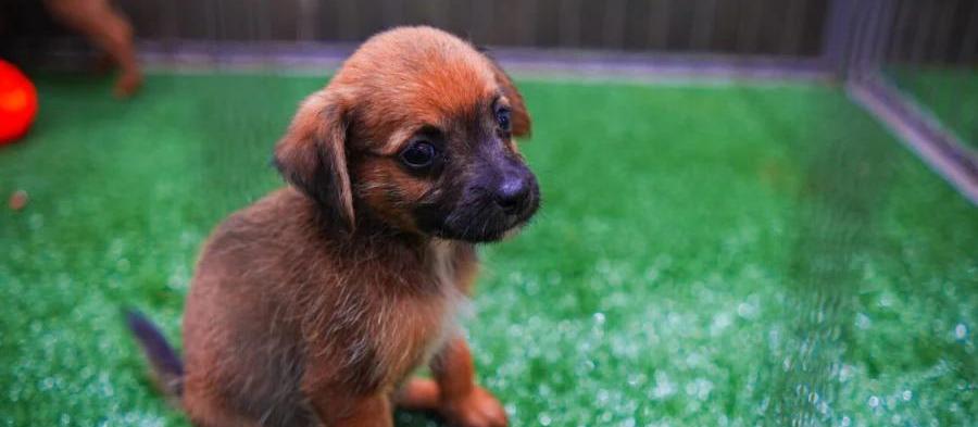 Maringá terá feirinha de adoção de animais neste sábado, 17