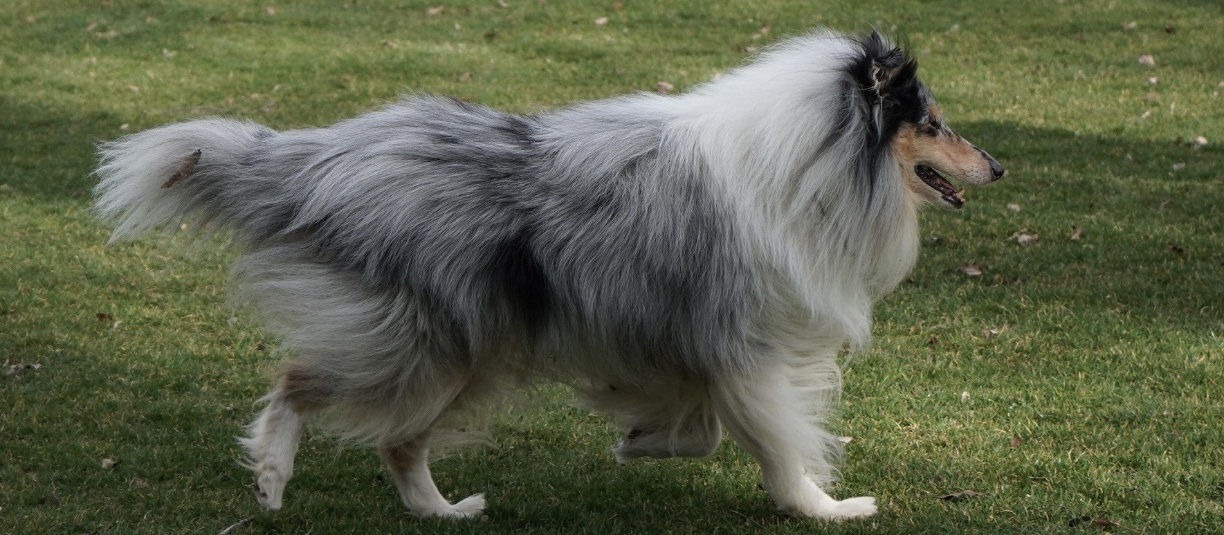 É mito que os cães de pelo longo precisam ser tosados para enfrentar o calor