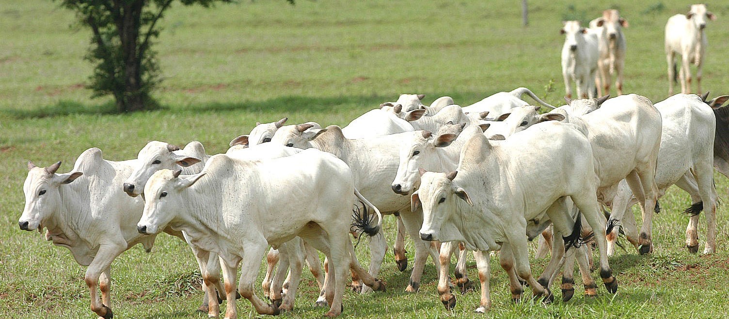 Arroba do boi gordo custa R$ 148 na região de Maringá