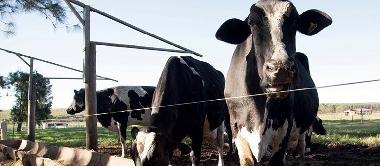 Arroba da vaca gorda custa R$ 137 em Maringá