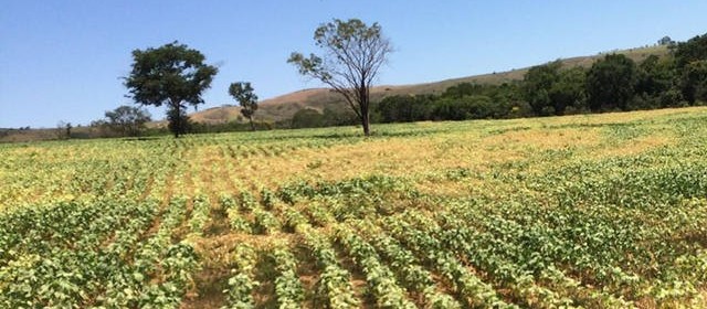 Quebra da safra argentina estimula a alta nas cotações