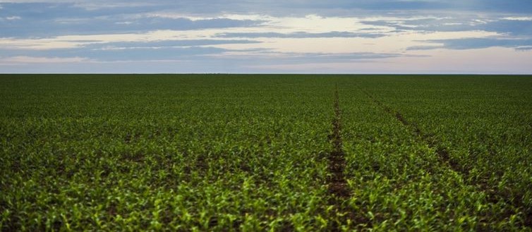 Brasil deverá ter produção recorde de grãos na safra 2019/2020