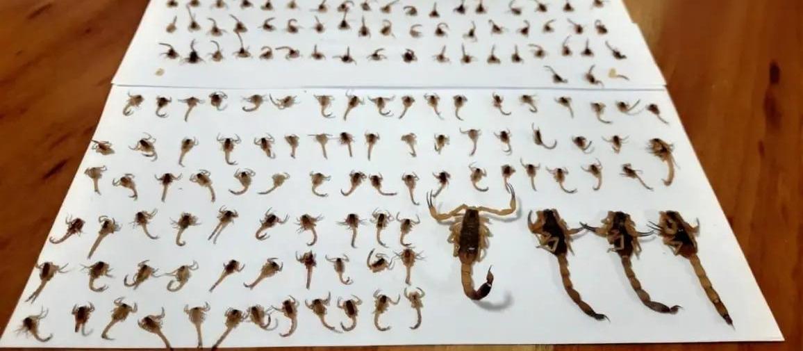 Moradora de Maringá encontra cerca de 300 escorpiões dentro de casa em uma semana