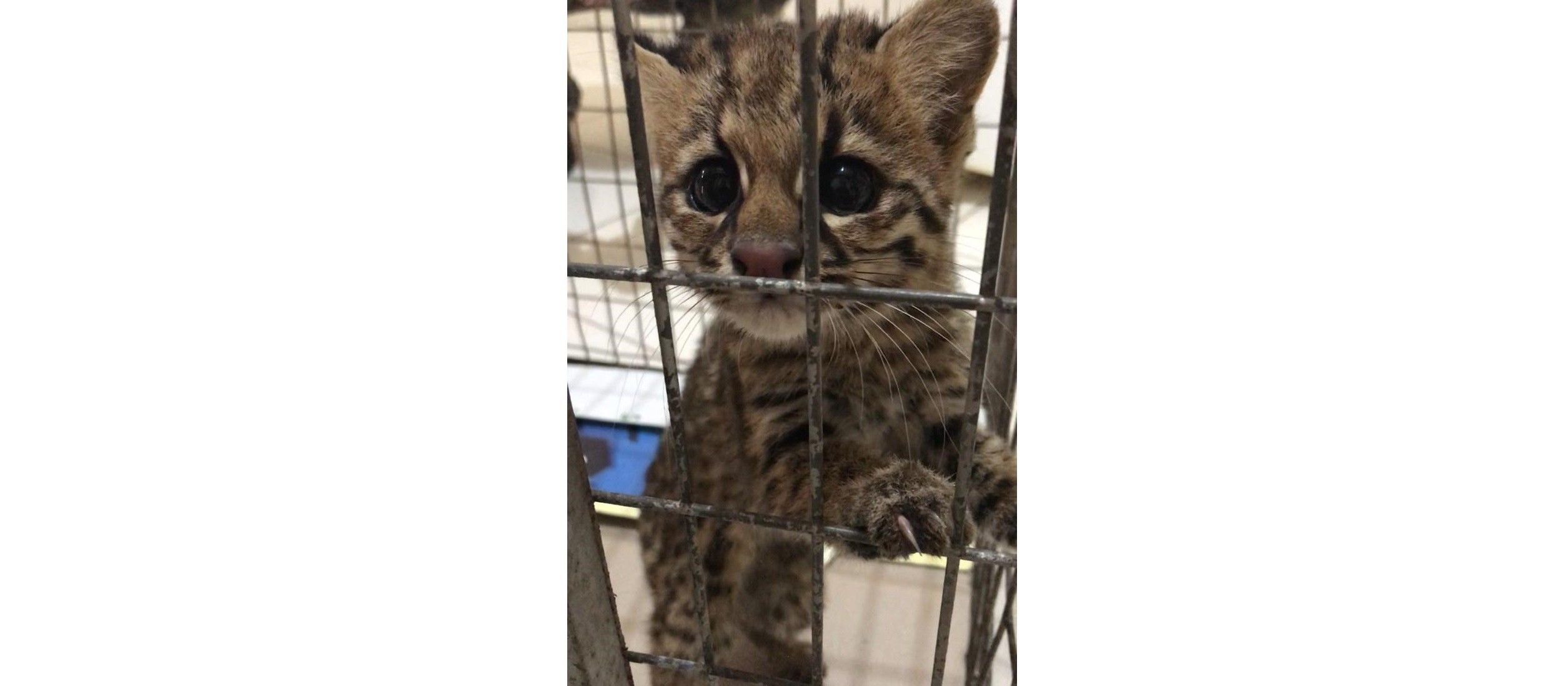 Gato-do-mato é encontrado em banheiro de residência 