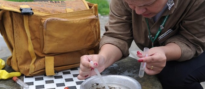 Ivatuba tem maior índice de infestação predial do Aedes aegypt no Paraná