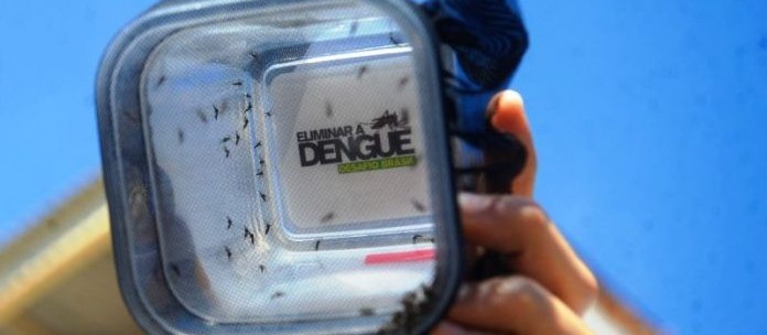 Em 10 anos, região de Maringá registrou mais de 47 mil casos de dengue