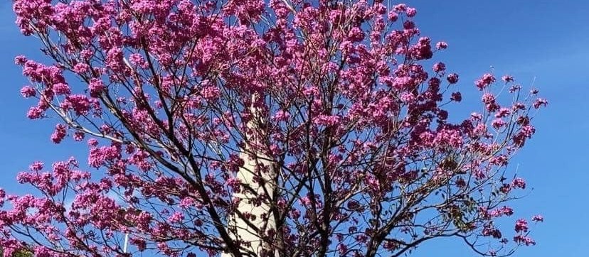 Quarta-feira de tempo estável e máxima de 27°C em Maringá, indica Simepar