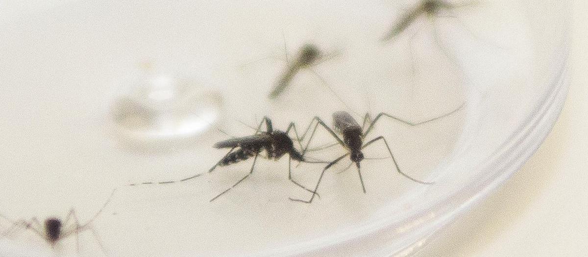 Saúde confirma morte de criança por dengue em Maringá