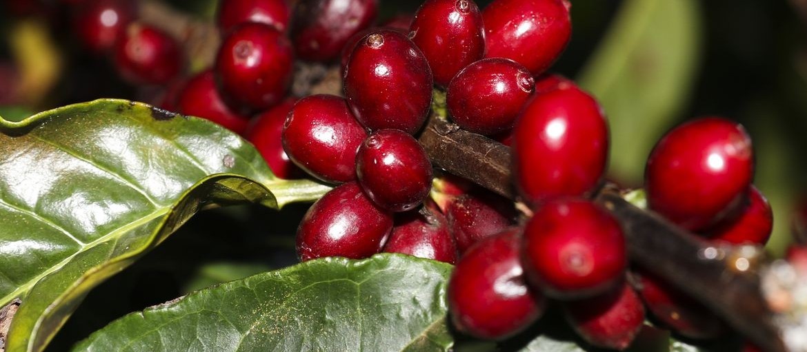 Café: com preços em patamares elevados, mais de 40% da nova safra já foi negociada