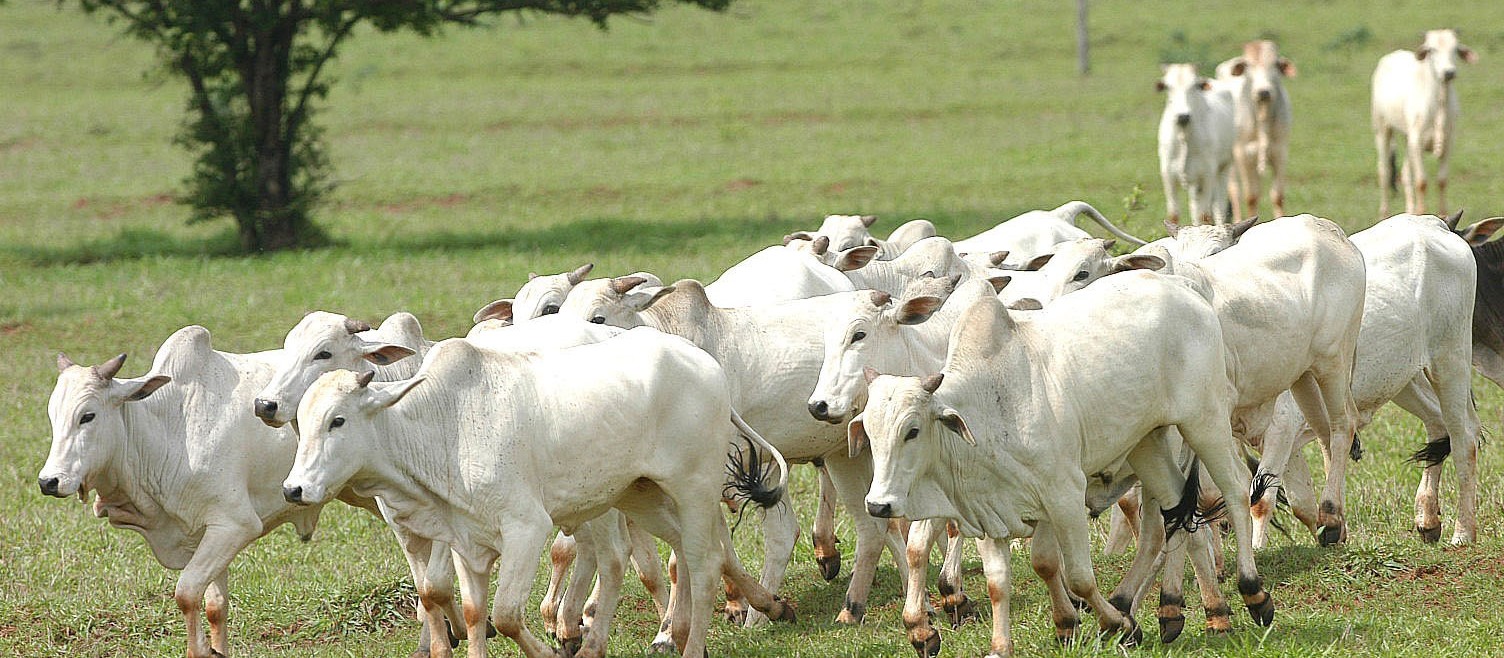 Boi gordo custa R$ 148 a arroba na região de Maringá