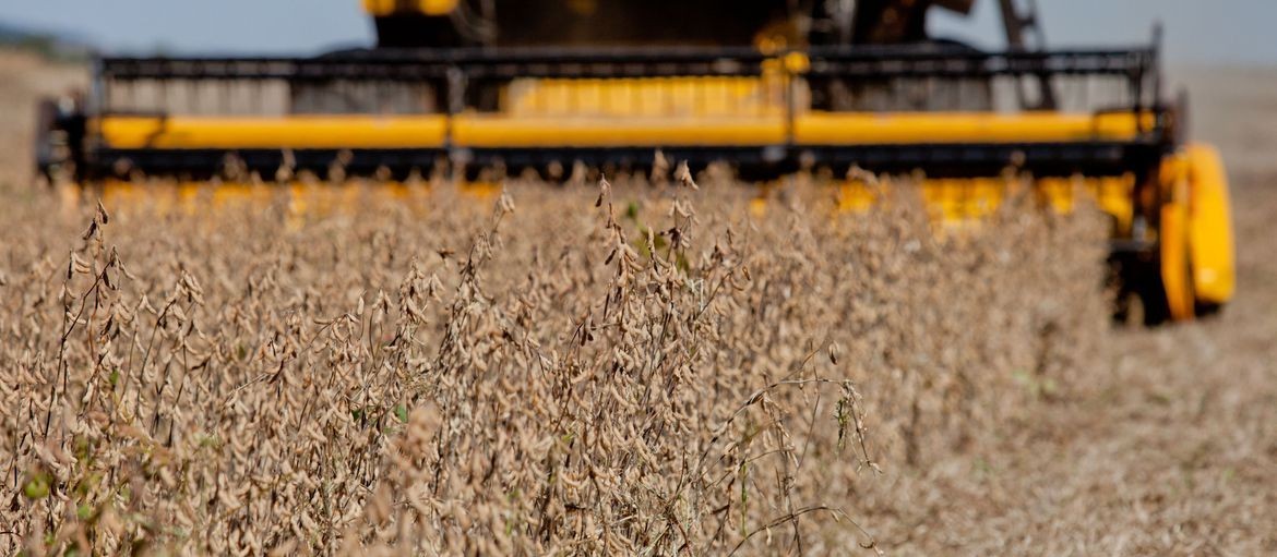 Colheita de soja brasileira começa se emparelhar com os patamares normais