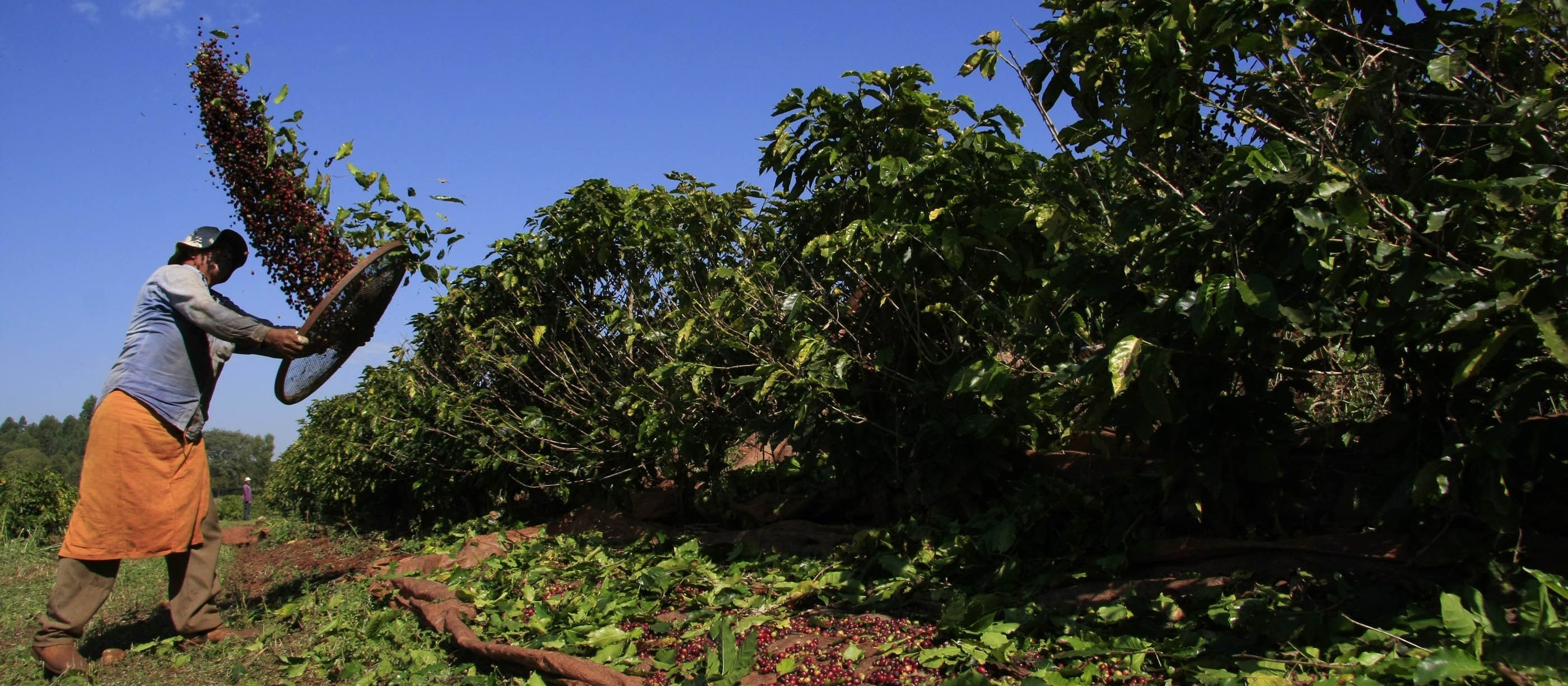 96% da área plantada com café no Paraná foi colhida