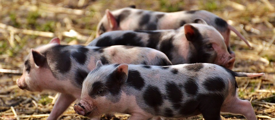 Indústria farmacêutica inova na vacinação de suínos