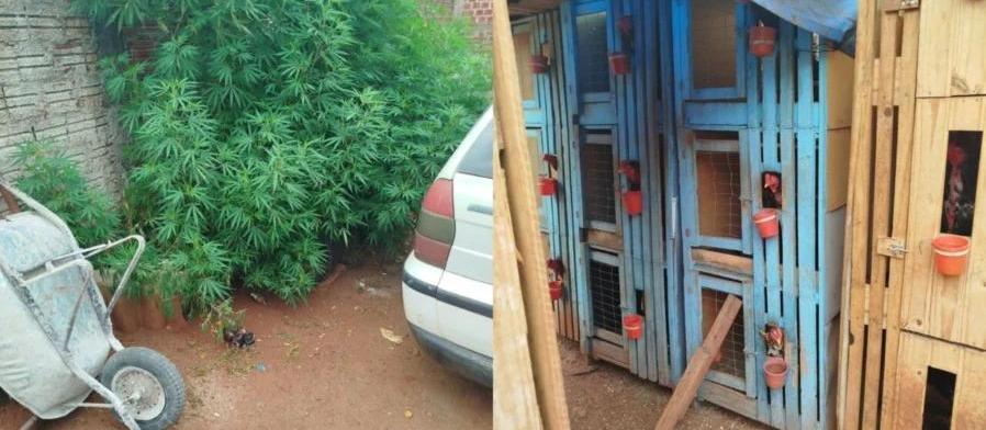 GM flagra possível rinha de galos e plantação de maconha em Maringá