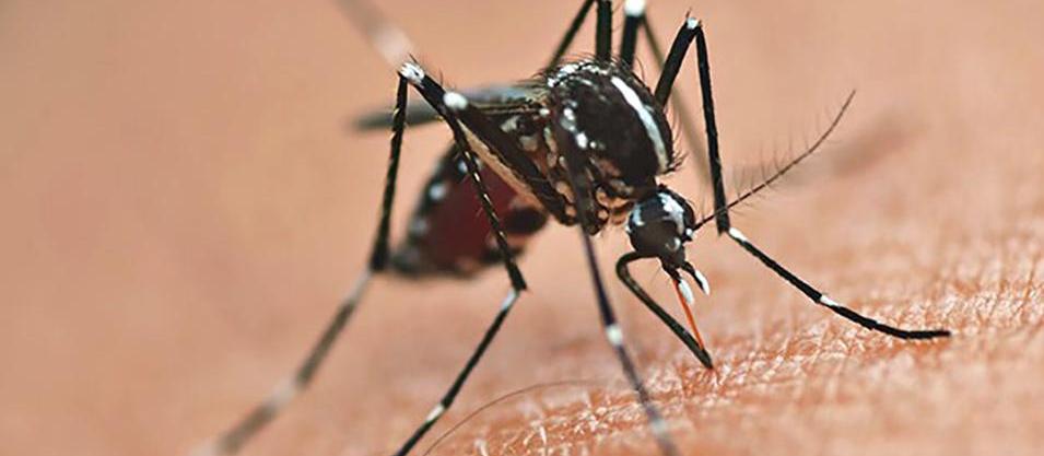 Maringá registra 5ª morte por dengue este ano