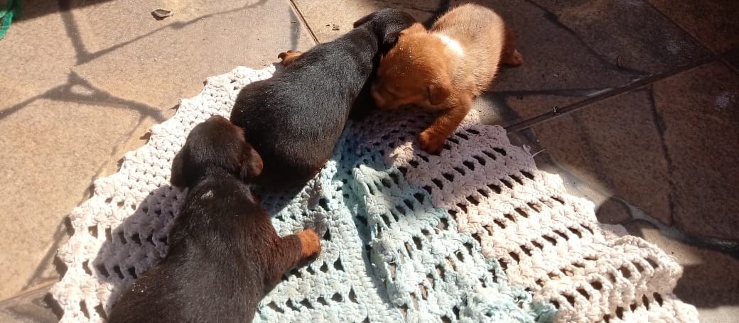 Três cachorros filhotes são resgatados de fossa em Maringá