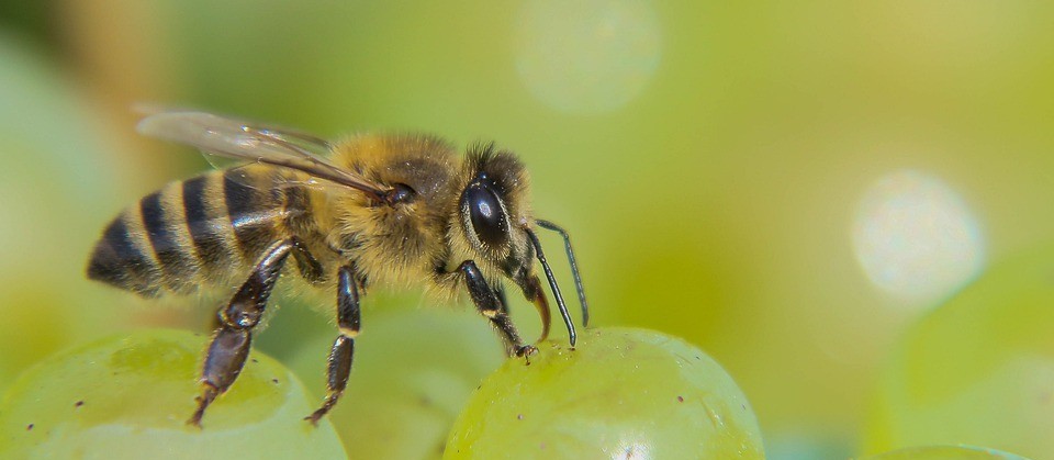 Audiência pública discute medidas para evitar mortes de abelhas causadas por agrotóxicos