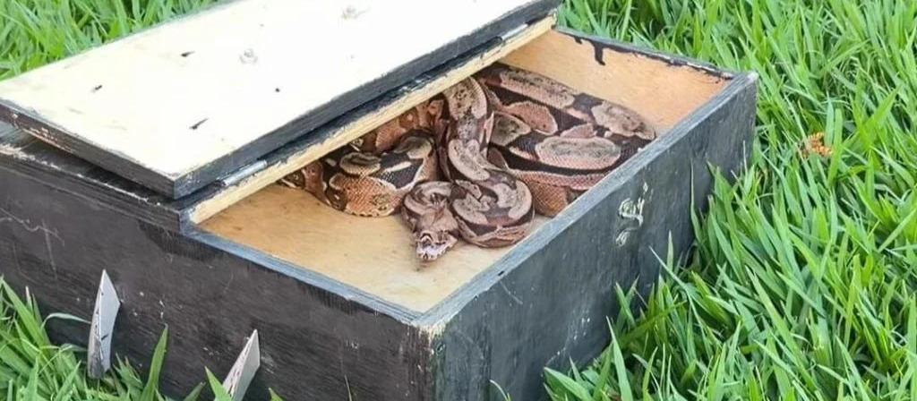 Veja o que se sabe sobre a jiboia capturada em ar-condicionado em Maringá e o destino do animal