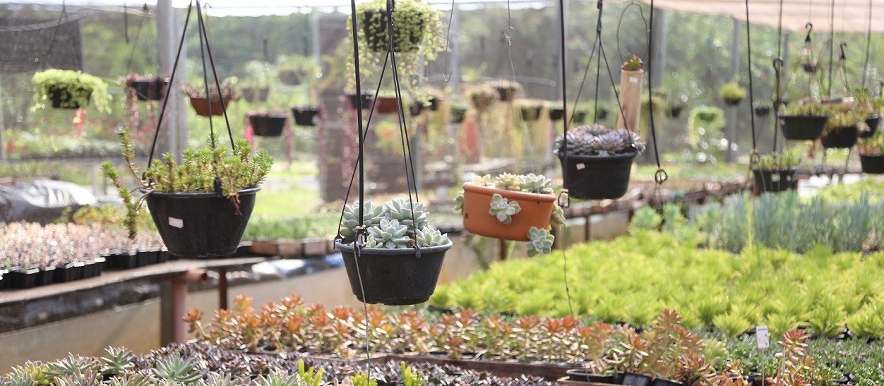 Maringá terá Festa das Flores com preço a partir de R$ 2